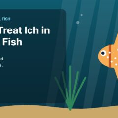 Illustration of an aquarium for the FinTastik Tropical Fish article How to Treat Ich in Tropical Fish: Signs, Causes, and Treatment