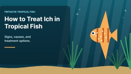 Illustration of an aquarium for the FinTastik Tropical Fish article How to Treat Ich in Tropical Fish: Signs, Causes, and Treatment