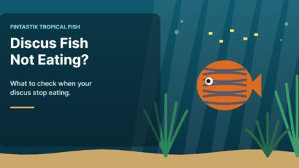 Illustration of an aquarium for the FinTastik Tropical Fish article If I had discus fish not eating?