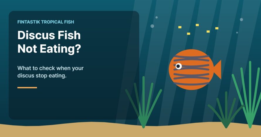 Illustration of an aquarium for the FinTastik Tropical Fish article If I had discus fish not eating?