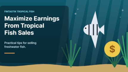 Illustration of an aquarium for the FinTastik Tropical Fish article Maximize Your Earnings from Freshwater Tropical Fish Sales