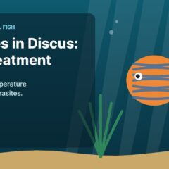 Illustration of an aquarium for the FinTastik Tropical Fish article Parasites in discus fish: using heat treatment.