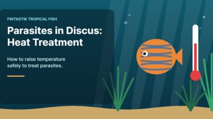 Illustration of an aquarium for the FinTastik Tropical Fish article Parasites in discus fish: using heat treatment.