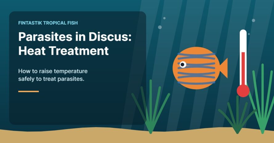Illustration of an aquarium for the FinTastik Tropical Fish article Parasites in discus fish: using heat treatment.