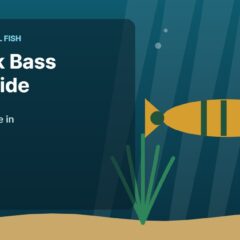 Illustration of an aquarium for the FinTastik Tropical Fish article Peacock Bass Care Guide: Can You Keep One in an Aquarium?