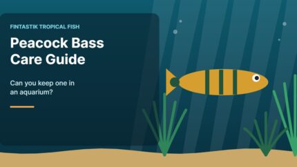 Illustration of an aquarium for the FinTastik Tropical Fish article Peacock Bass Care Guide: Can You Keep One in an Aquarium?