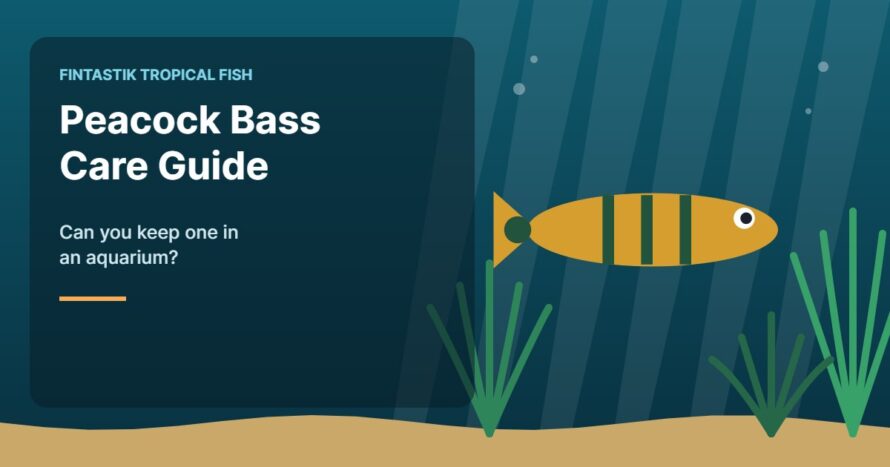 Illustration of an aquarium for the FinTastik Tropical Fish article Peacock Bass Care Guide: Can You Keep One in an Aquarium?