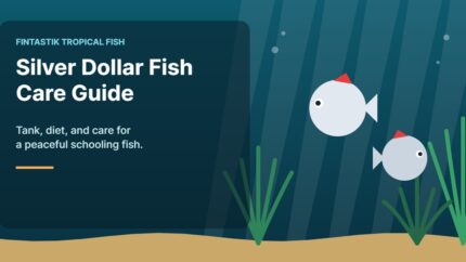 Illustration of an aquarium for the FinTastik Tropical Fish article Silver Dollar Fish: Comprehensive Care Guide