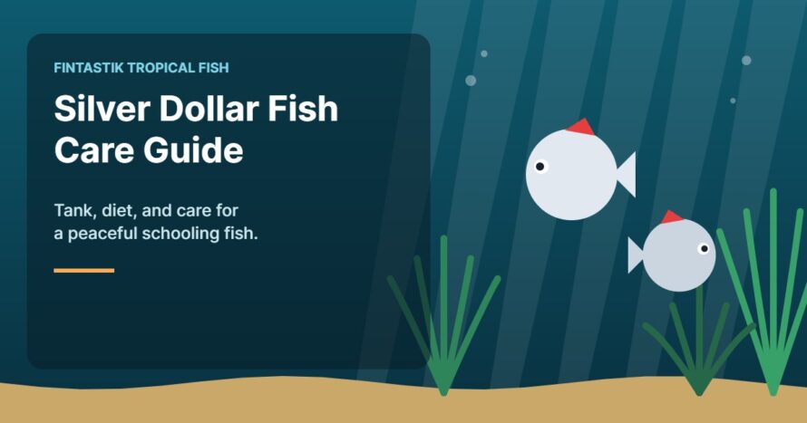Illustration of an aquarium for the FinTastik Tropical Fish article Silver Dollar Fish: Comprehensive Care Guide