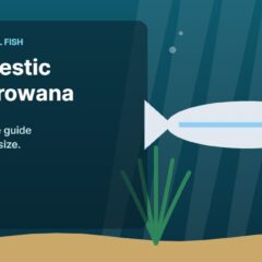 Illustration of an aquarium for the FinTastik Tropical Fish article The Majestic Silver Arowana: A Comprehensive Guide