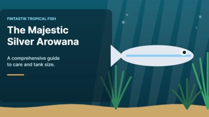Illustration of an aquarium for the FinTastik Tropical Fish article The Majestic Silver Arowana: A Comprehensive Guide