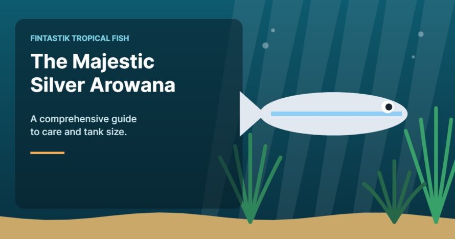 Illustration of an aquarium for the FinTastik Tropical Fish article The Majestic Silver Arowana: A Comprehensive Guide